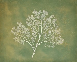 Olive Green Vintage Botanical Art, French Country Home Decor, Gallery Wall Printable