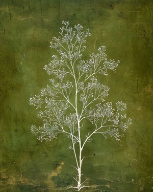 Olive Green Botanical Vintage Botanical Art, French Country Dining Room Decor (Printable Digital Download)